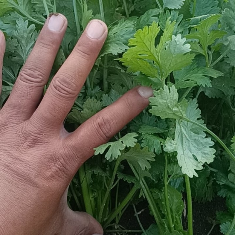 大叶香菜