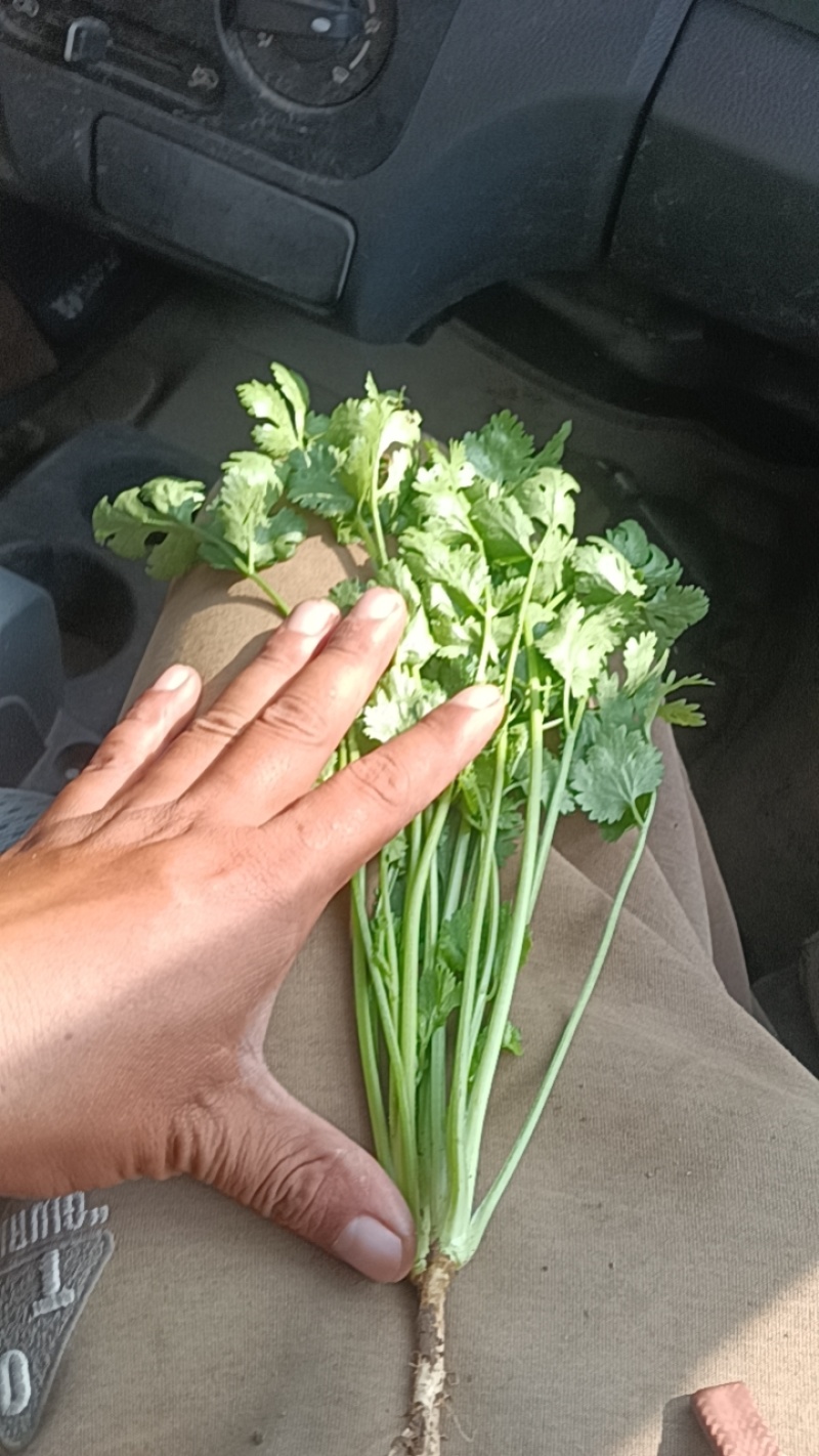 大叶香菜