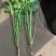 大叶香菜