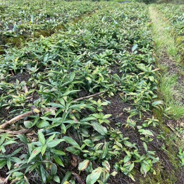 滇黄精红花种苗成活率高价格美丽质量好走货快欢迎询价正在热