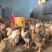 快大型k9鸡1斤左右阉鸡