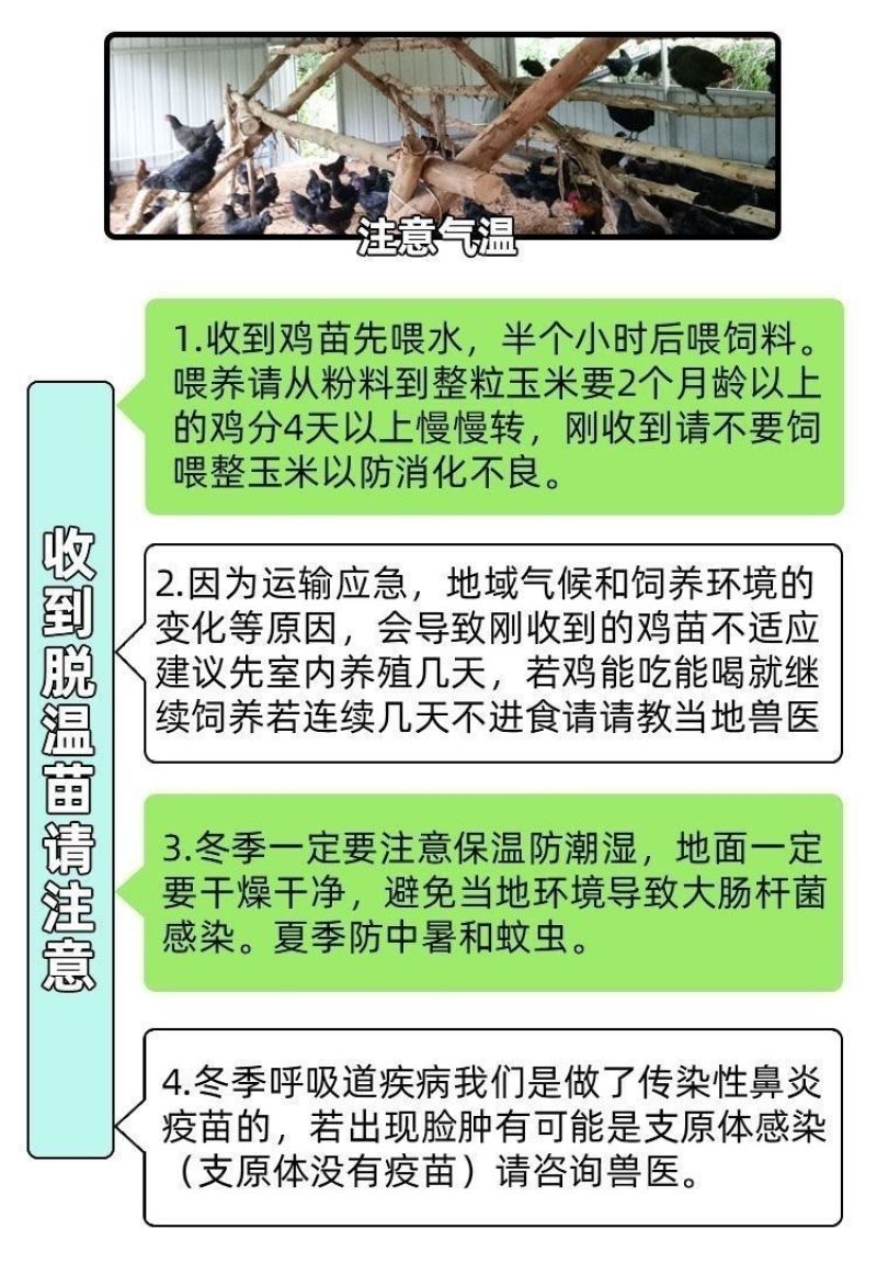 快大型k9鸡1斤左右阉鸡