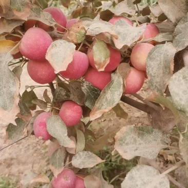 玉泉一号苹果