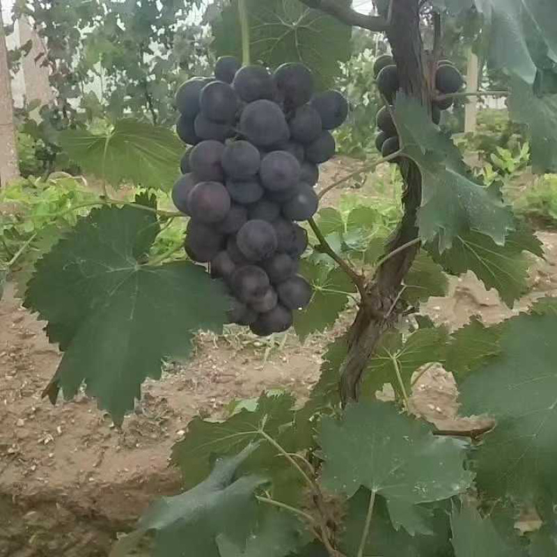 巨峰葡萄