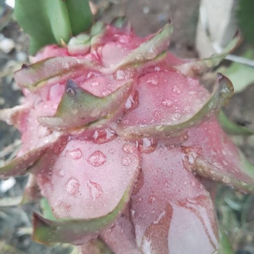 红心火龙果