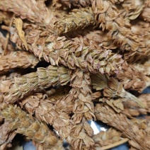 夏枯球