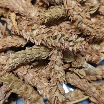 夏枯球