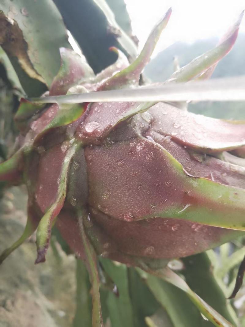红心火龙果