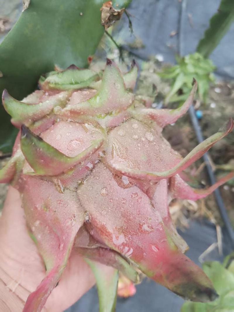 红心火龙果