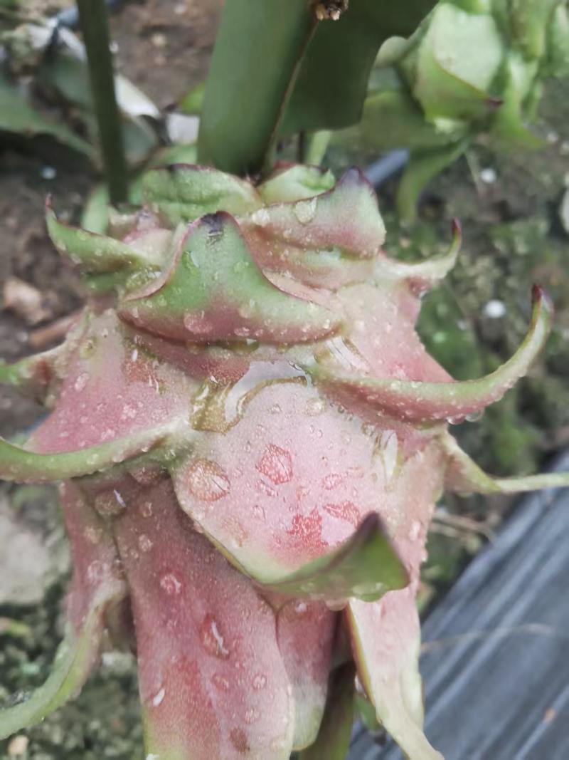 红心火龙果