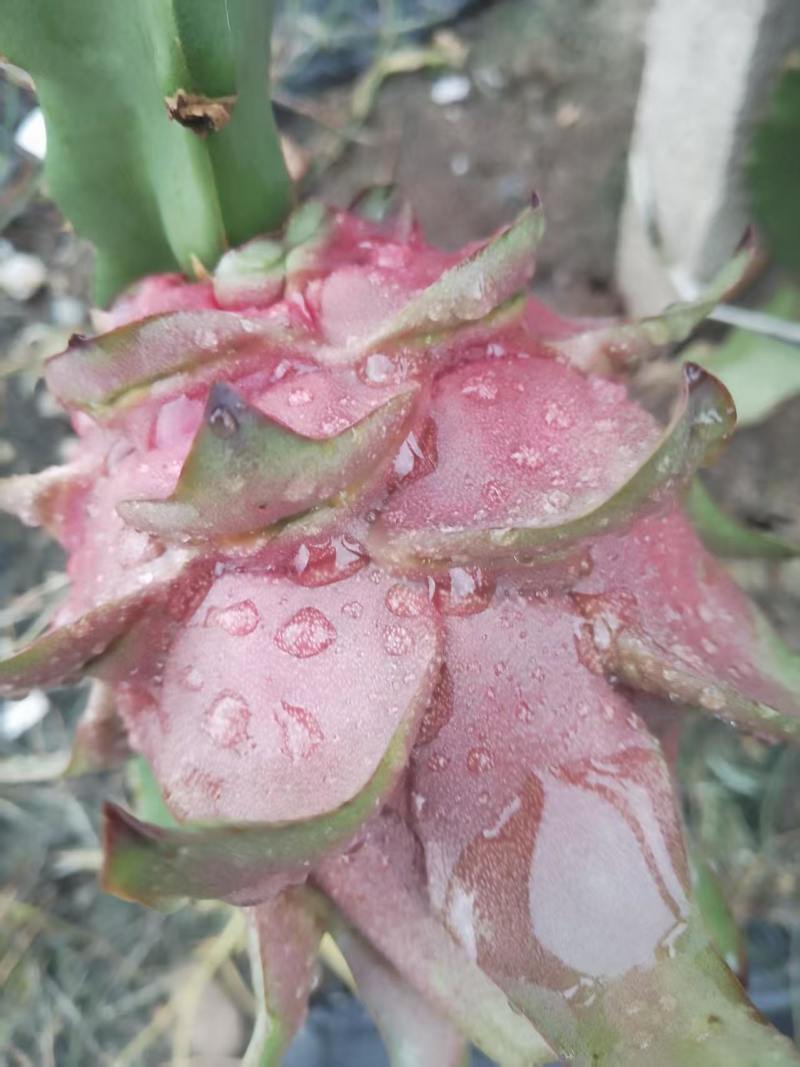 红心火龙果