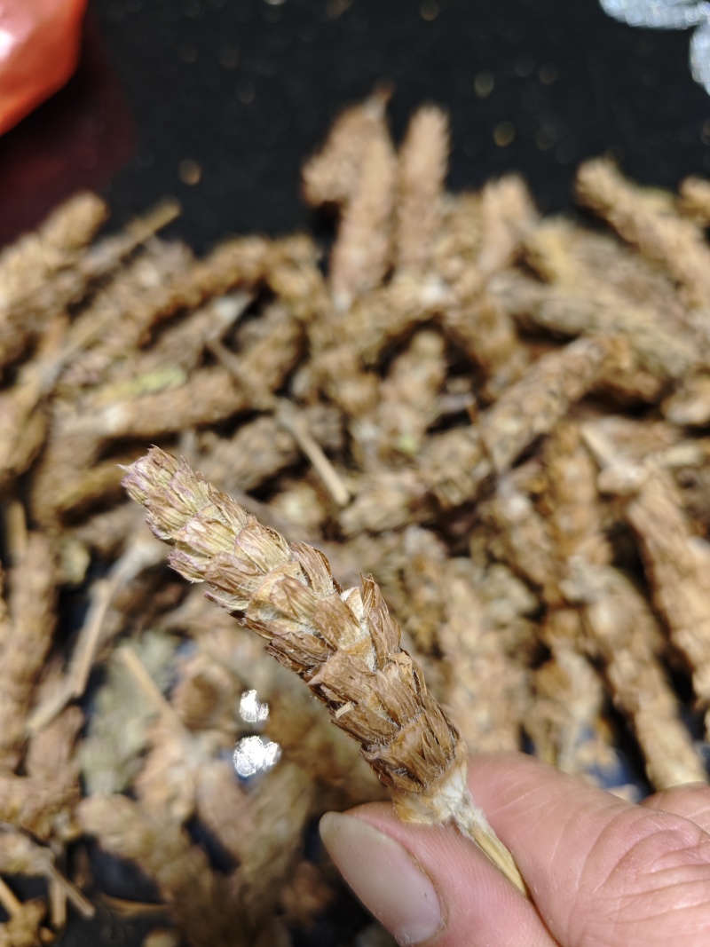 夏枯球