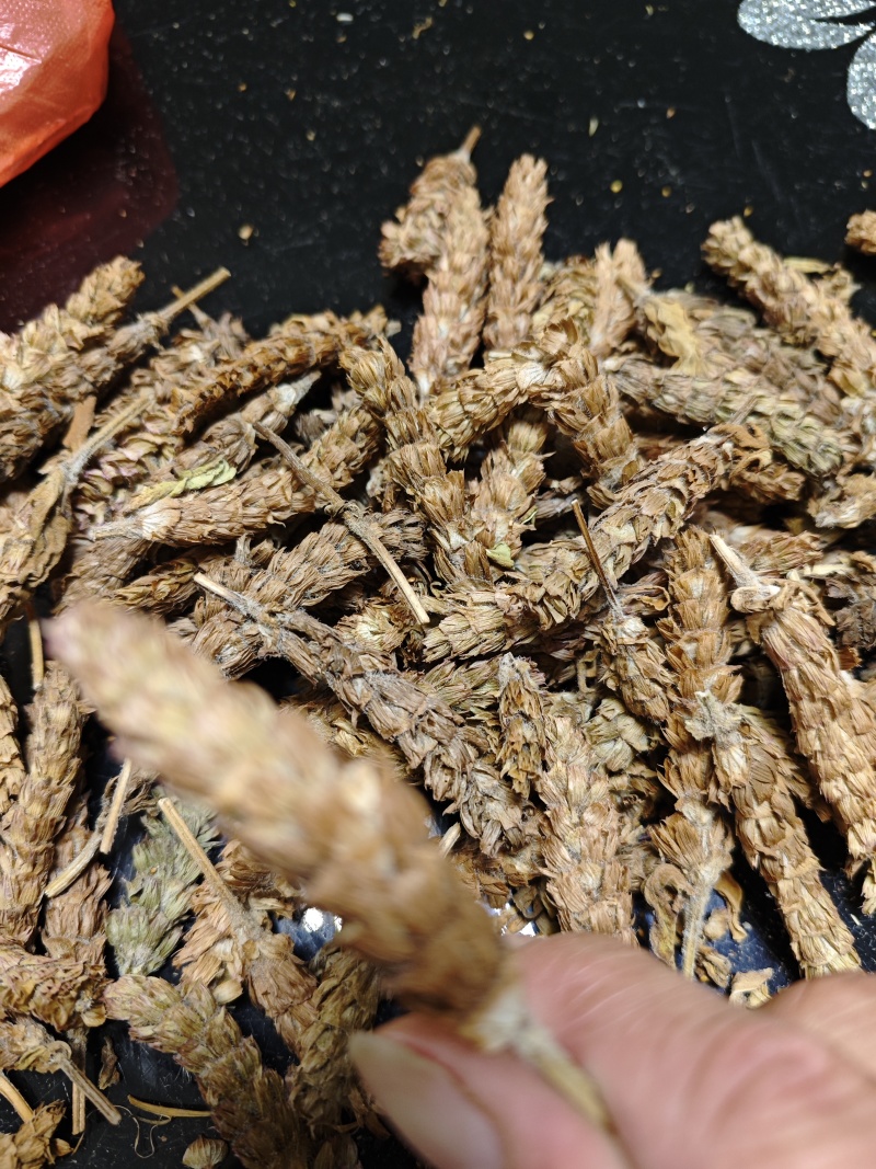 夏枯球
