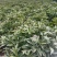 安徽亳州优质白芍苗，基地直供，苗壮根繁成活率高！