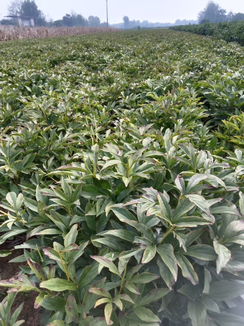安徽亳州优质白芍苗，基地直供，苗壮根繁成活率高！