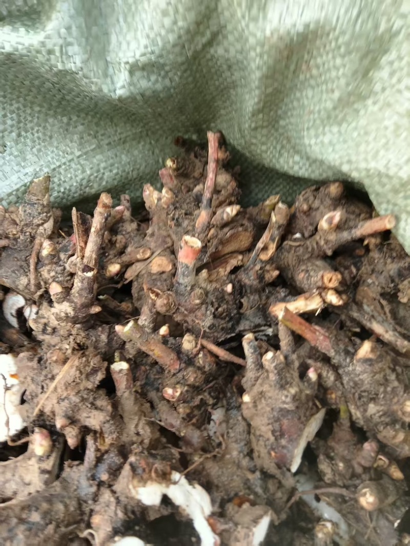 安徽亳州优质白芍苗，基地直供，苗壮根繁成活率高！