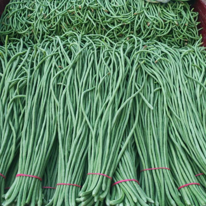 精品青条长豆角，条长五十公分以上，货源充足，质量好无虫眼