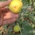 无花果苗布兰瑞克青皮金奥芬波姬红无花果苗