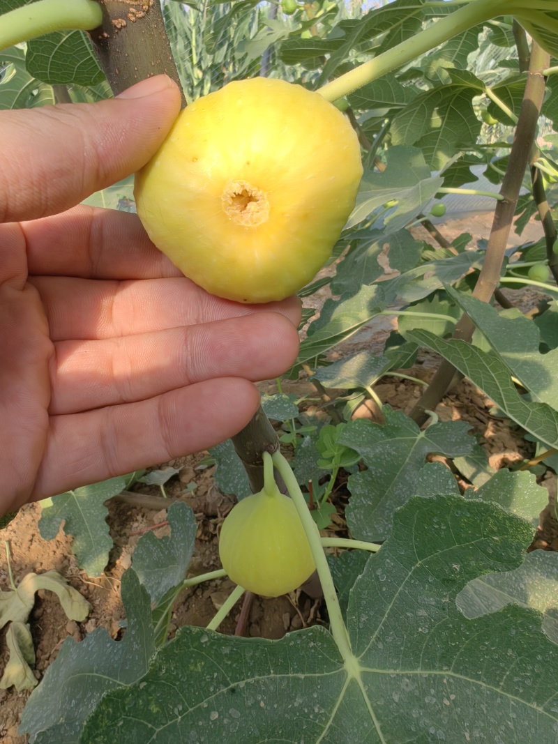 无花果苗布兰瑞克青皮金奥芬波姬红无花果苗