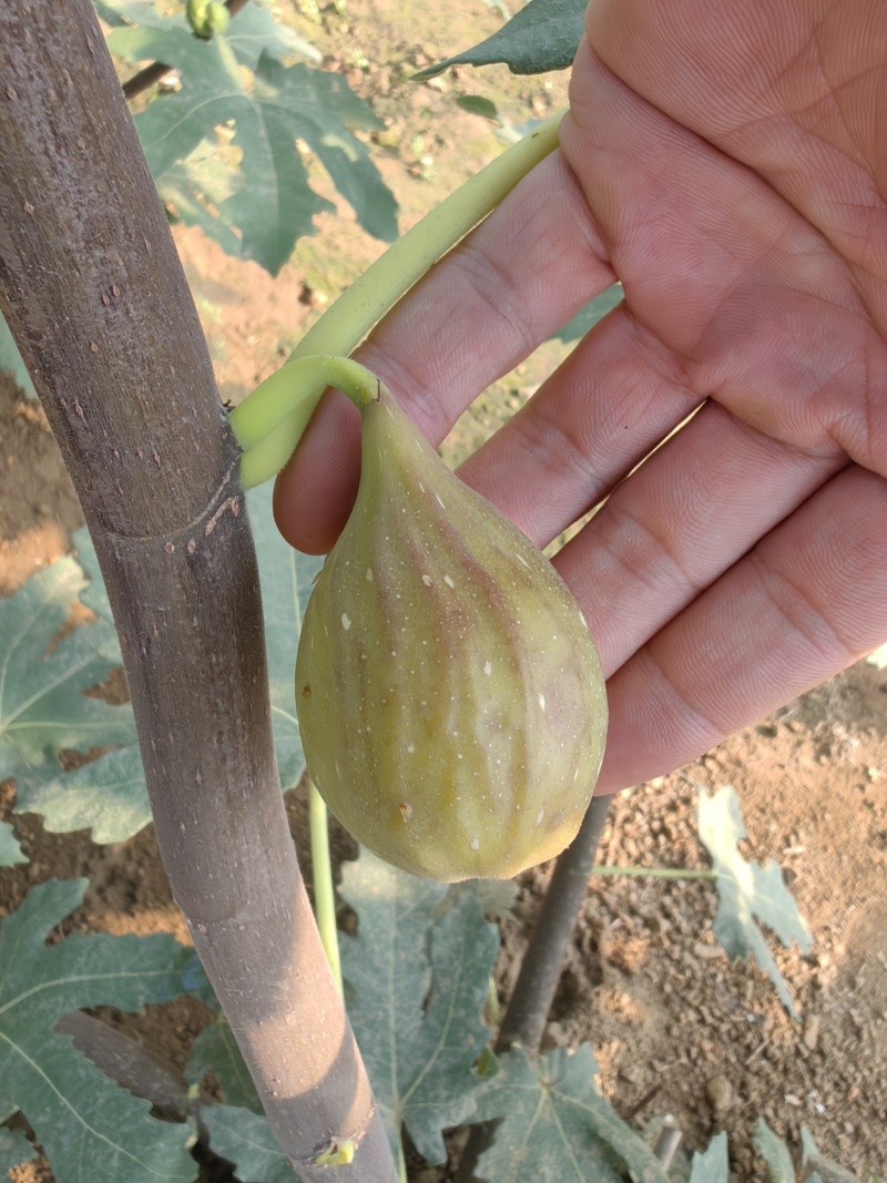 无花果苗布兰瑞克青皮金奥芬波姬红无花果苗