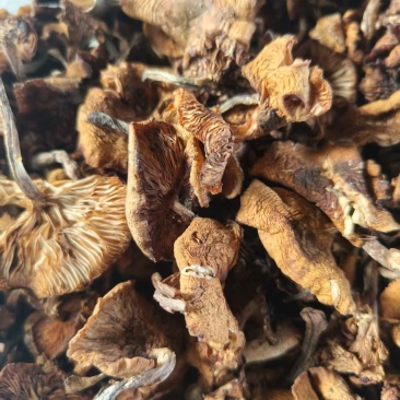 纯正东北野生榛蘑，非常干净没有蘑菇根