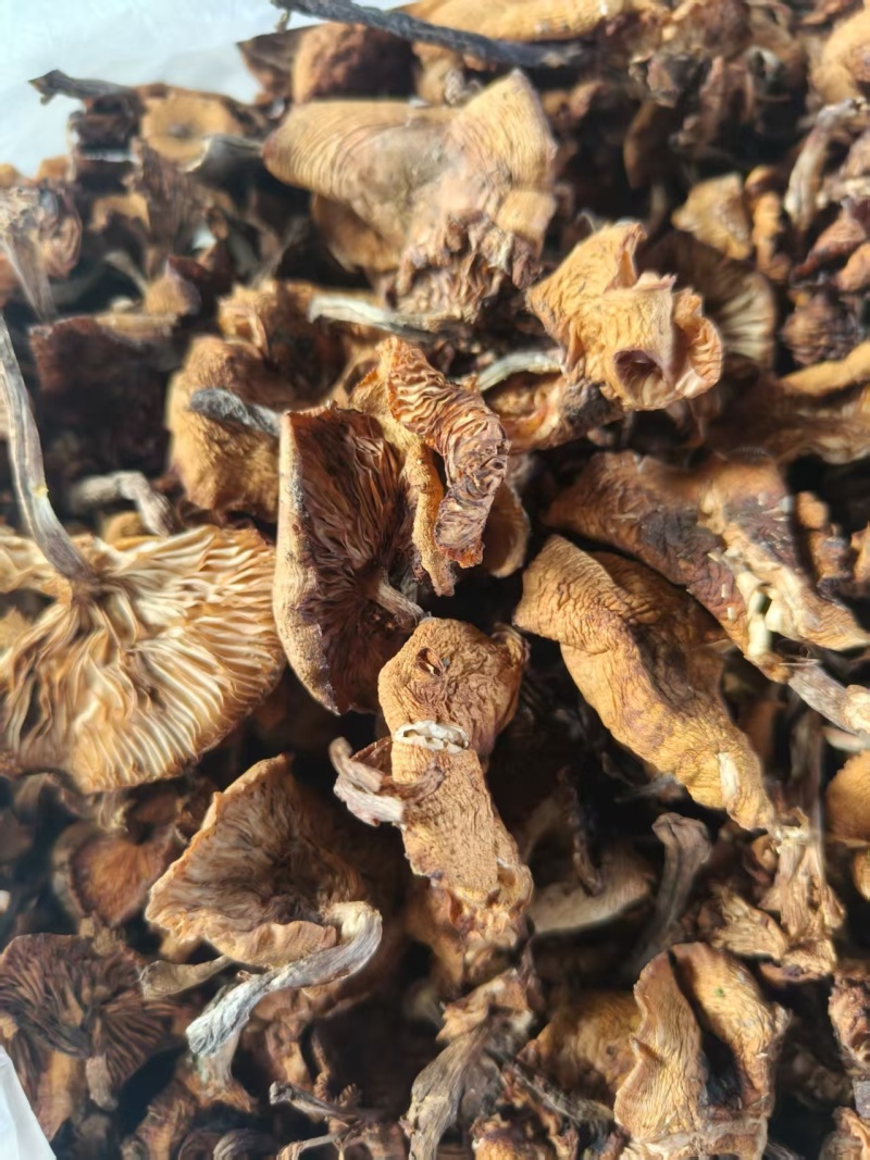 纯正东北野生榛蘑，非常干净没有蘑菇根