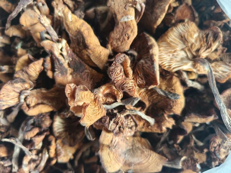 纯正东北野生榛蘑，非常干净没有蘑菇根