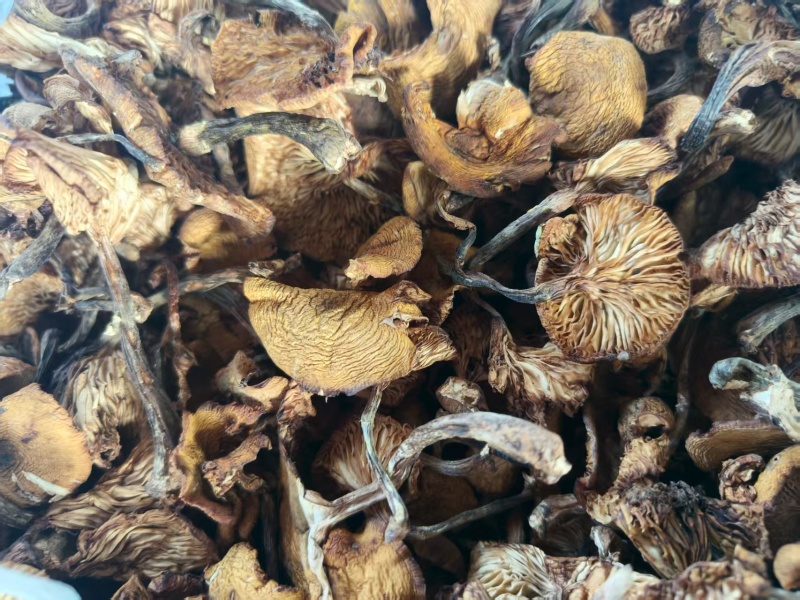 纯正东北野生榛蘑，非常干净没有蘑菇根