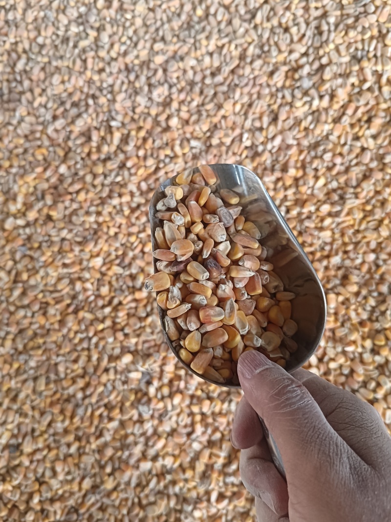 散粮玉米通货