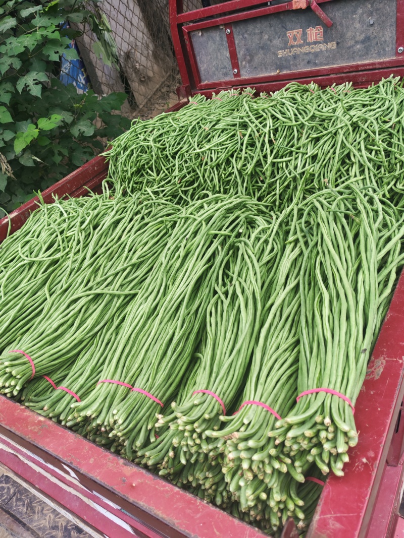 精品青条长豆角，条长五十公分以上，货源充足，质量好无虫眼