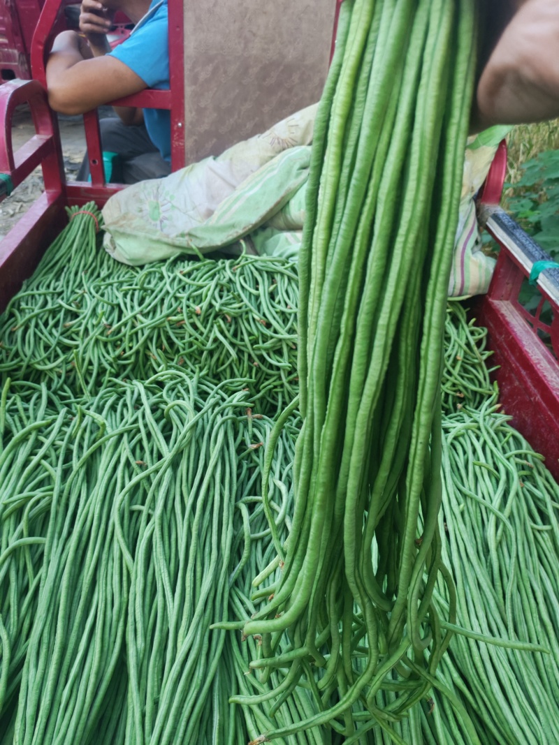 精品青条长豆角，条长五十公分以上，货源充足，质量好无虫眼