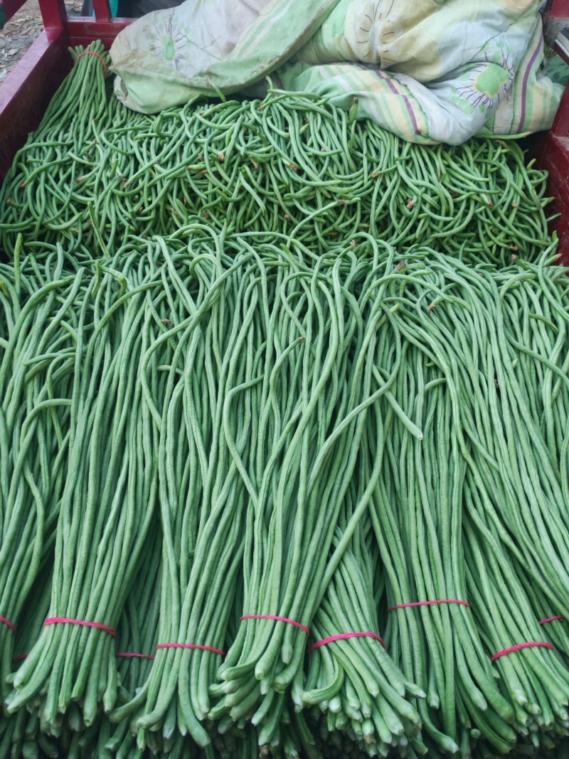 精品青条长豆角，条长五十公分以上，货源充足，质量好无虫眼