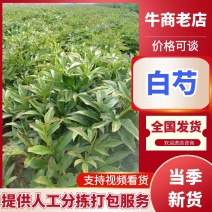 安徽亳州优质白芍苗，基地直供，苗壮根繁成活率高！