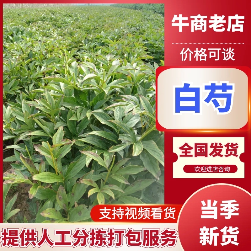 安徽亳州优质白芍苗，基地直供，苗壮根繁成活率高！