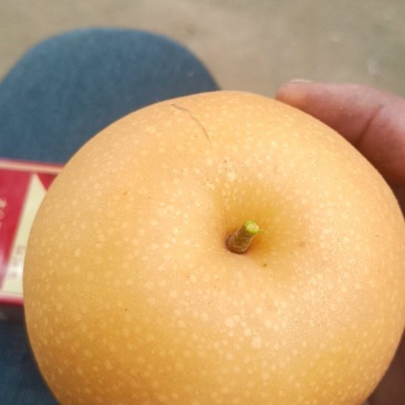 秋月梨