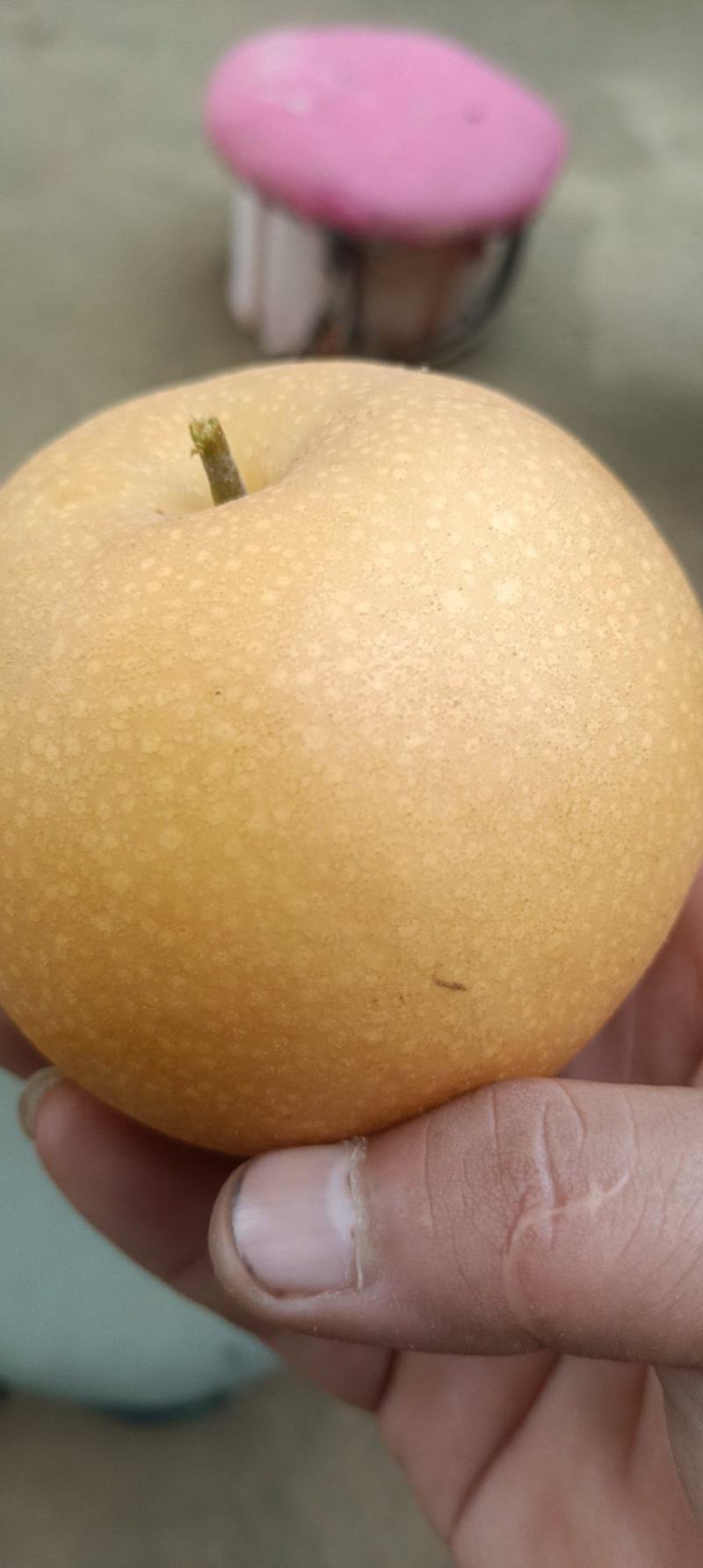 秋月梨