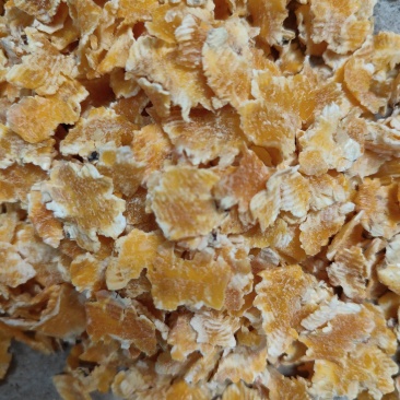 玉米压片，蒸汽熟化，牛羊养殖用