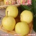 赵州雪花梨500克/份
