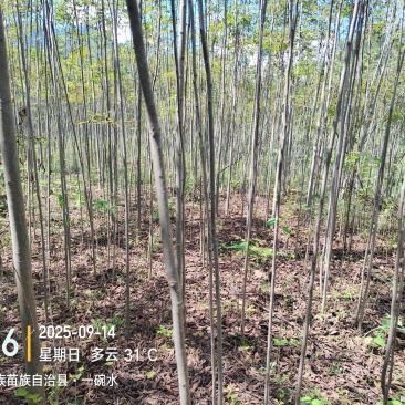 栾树香椿