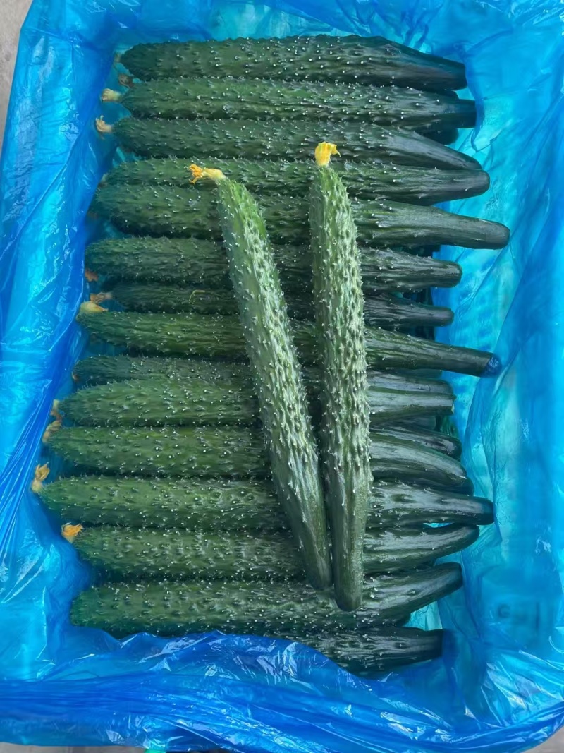 拱棚亮条密刺黄瓜，顶花带刺，鲜花，短把，产地直发全国