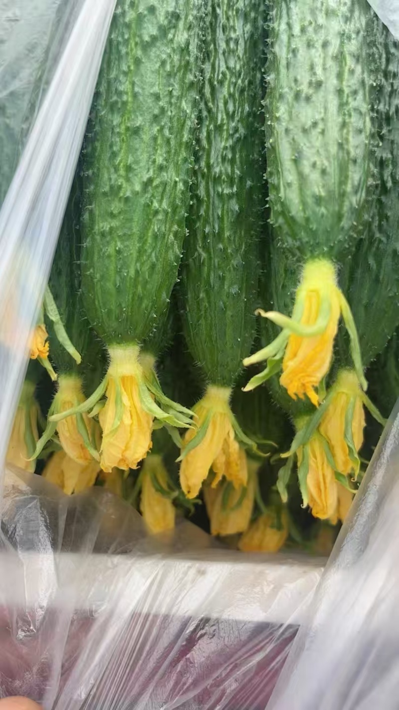 拱棚亮条密刺黄瓜，顶花带刺，鲜花，短把，产地直发全国