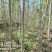 栾树香椿