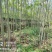 栾树香椿