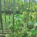 栾树香椿