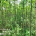 栾树香椿