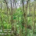 栾树香椿