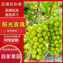 陕西阳光玫瑰葡萄大量有货基地直供品质很好欢迎咨询