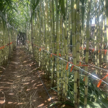 黄金甘蔗已开始接受预定下个月中下旬开挖