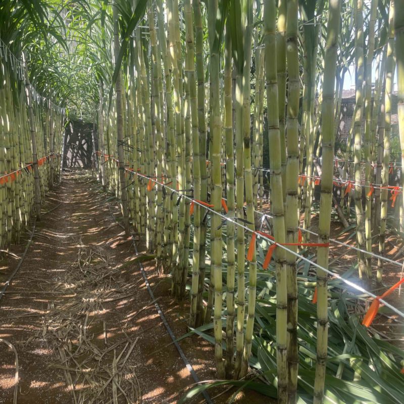 黄金甘蔗已开始接受预定下个月中下旬开挖