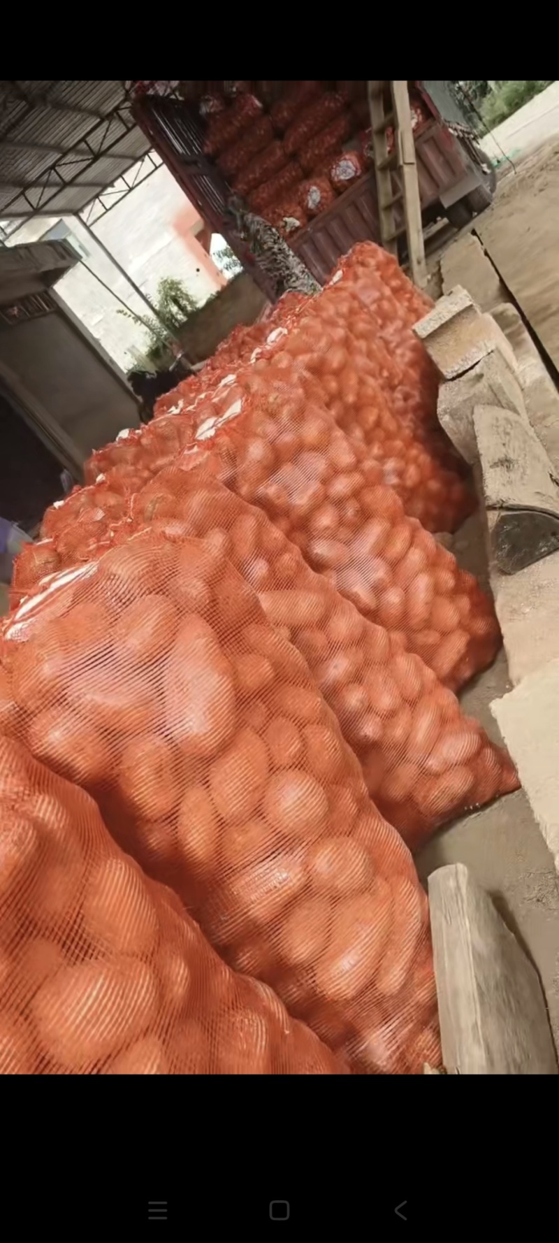 批发土豆